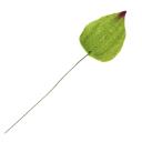bunch of